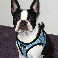 A Boston Terrier wearing the Blue Plaid EZ Wrap Harness.