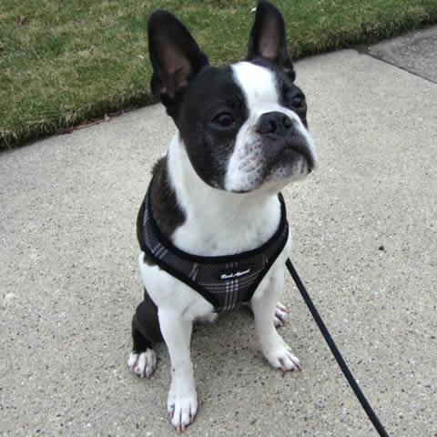 A Boston Terrier showing the front/chest of the Black Plaid EZ Wrap Harness.