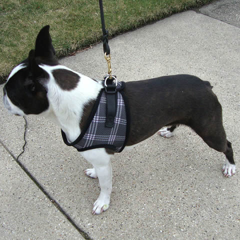 Boston Terrier wearing the Black Plaid EZ Wrap Harness.