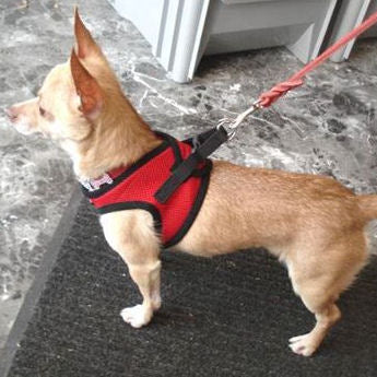 Daisy, a tan Chihuahua, wearing the Red Mesh EZ Wrap Harness.
