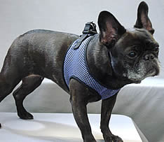A French Bulldog wearing the Lavender Mesh EZ Wrap Harness.