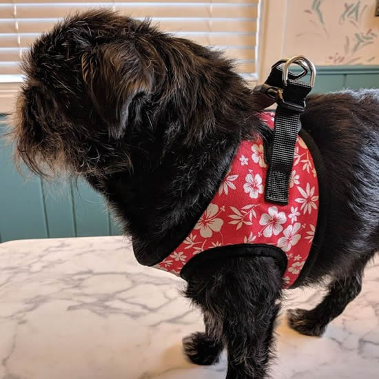 A fuzzy black dog wearing the Red Hibiscus EZ Wrap Harness.