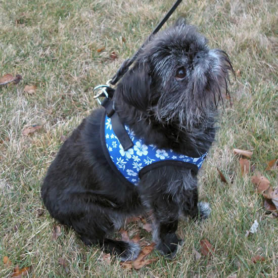 Tango, a black rough Brussels Griffon, wearing the Blue Hibiscus EZ Wrap Harness.
