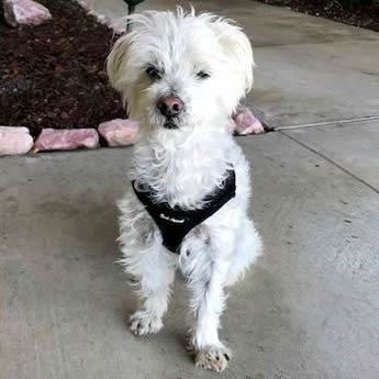 Louis, a fuzzy white dog, wearing the black mesh EZ Wrap Harness.