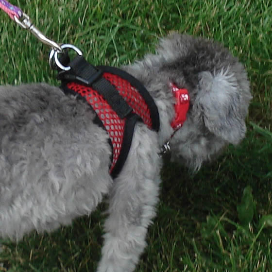 A silver Poodle sniffing grass wearing the Red Net EZ Wrap Harness.
