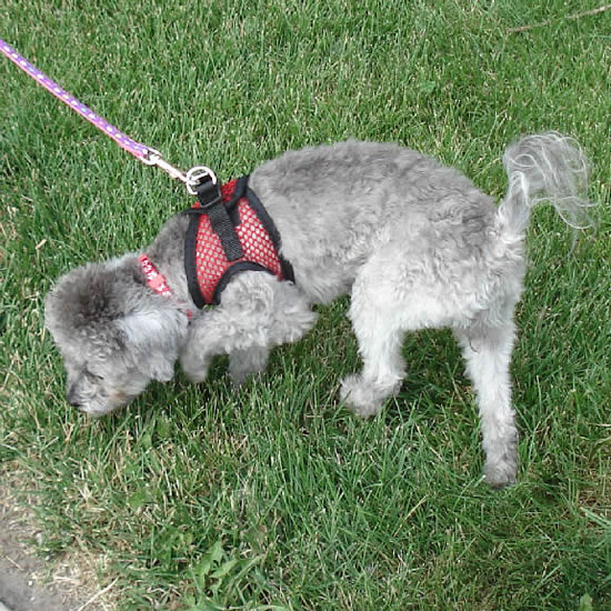 Luna, a Miniature Poodle, wearing the Red Net EZ Wrap Harness.