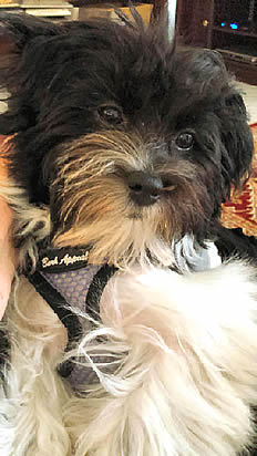 A Black and White fuzzy dog wearing the lavender net EZ Wrap Harness.