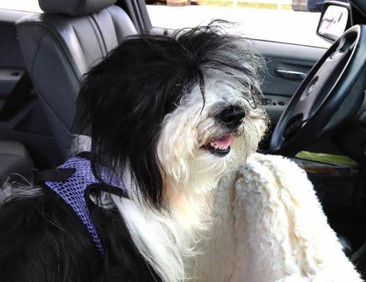 A Black and White Havanese dog wearing the Lavender Net EZ Wrap Harness in her car seat.