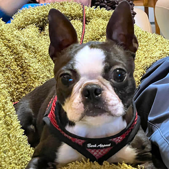 Rocket, a Boston Terrier, wearing the Red Net EZ Wrap Harness.