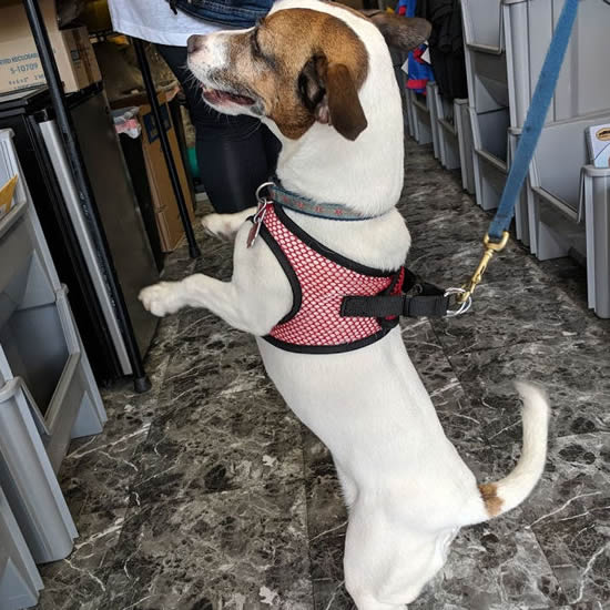 A White and Tan dog on its hind legs wearing the Red Net EZ Wrap harness.