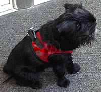 Black rough Brussels Griffon wearing the Red Net EZ Wrap Harness.