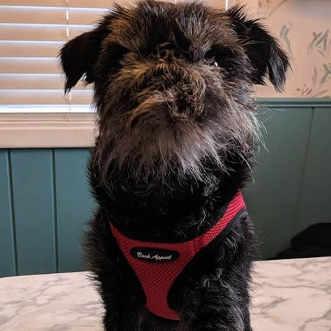 A black, rough Brussels Griffon showing the front of the Red Mesh EZ Wrap Harness.