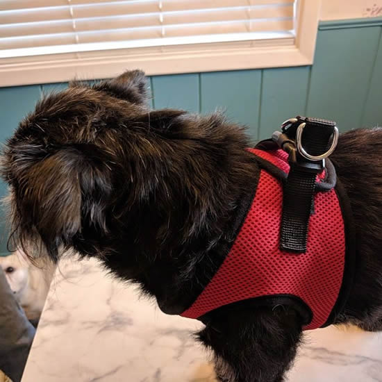 Black dog showing the side and top of the EZ Wrap Harness.