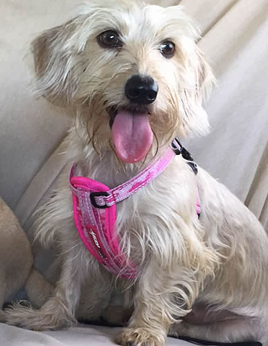 A small white dog wearing the Chest Plate Harness.