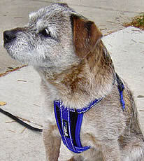 A Border Terrier wearing the Chest Plate Harness.
