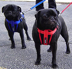 Two lack pugs wearing the Chest Plate Harness.