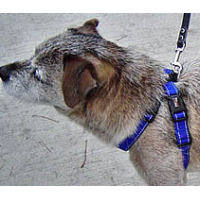Close up of the Border Terrier showing the adjustable straps of the Chest Plate Harness.