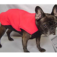 A brindle French Bulldog wearing the Fleece Vest.