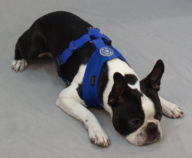A Boston Terrier lying down wearing the blue Freedom Harness.