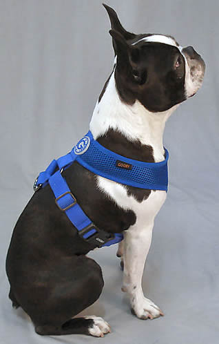A Boston Terrier showing the Blue Freedom Harness from the side.