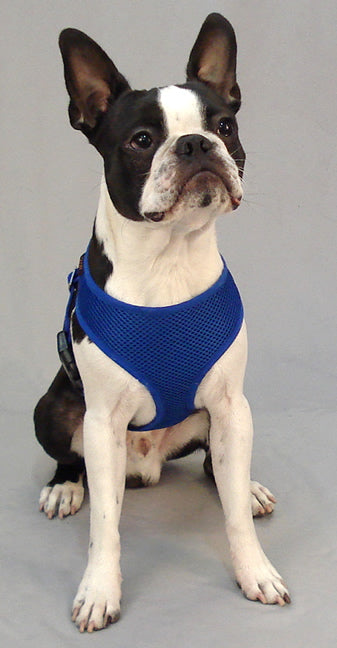 A Boston Terrier showing the front (chest) side of the Freedom Harness.