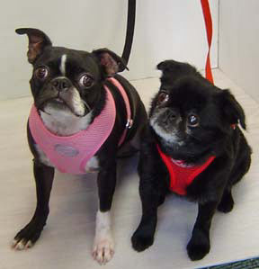 A Boston Terrier in the Pink and a Brussels  Griffon in the Red Freedom Harness.