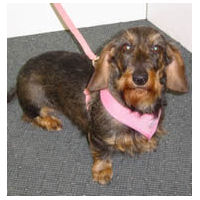 A Dachshund in the Pink Freedom Harness.