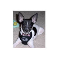 A black and white Rat Terrier in the black Freedom Harness.