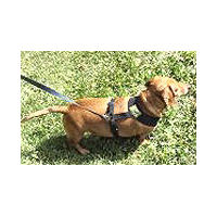 A Tan dog in the black Freedom Harness.