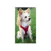 Long-haired Chihuahua Tippy in the Red Freedom Harness.