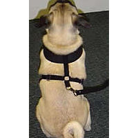 A Pug named Wrigley showing the back of the black Freedom Harness.