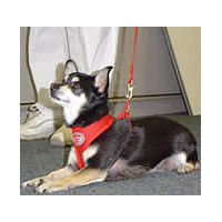 A tri-colored small dog wearing the Red Freedom Harness.