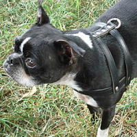 A Boston Terrier showing the top (back) of the H-Style Leather Harness.
