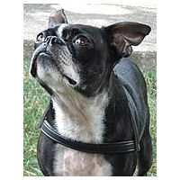 A Boston Terrier wearing the H-Style Leather Harness.