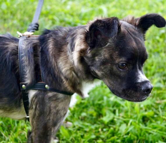 A small brindle dog wearing the H-Style Leather Harness.
