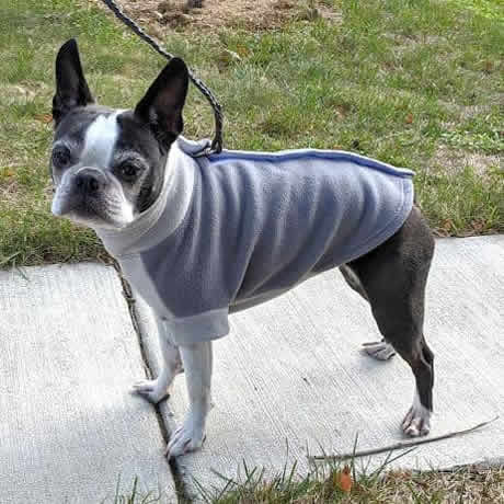 A Boston Terrier showing the side of the gray Highline Fleece Coat.