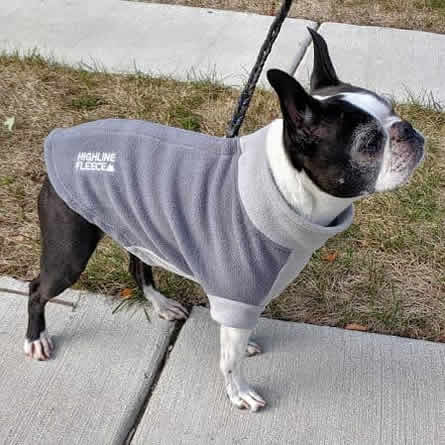 A Boston Terrier showing the right side of the Highline Fleece Coat.
