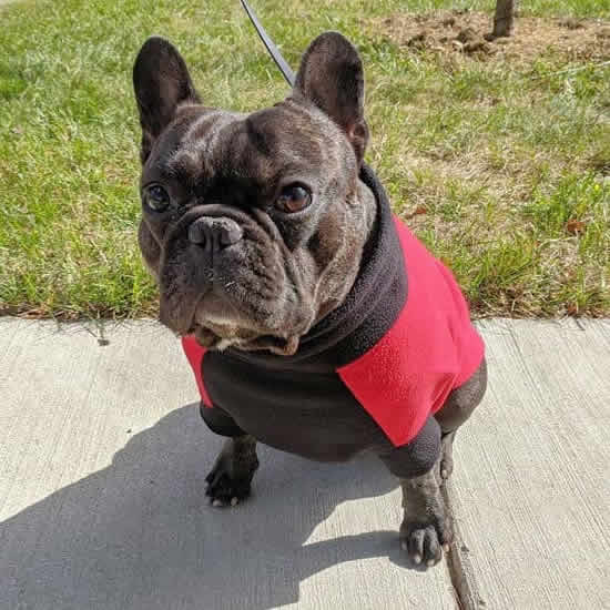 A sitting brindle French Bulldog showing the front of the red Highline Fleece Coat.