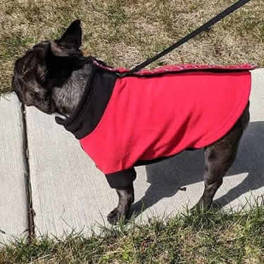 A French Bulldog showing the left side of the red Highline Fleece Coat.