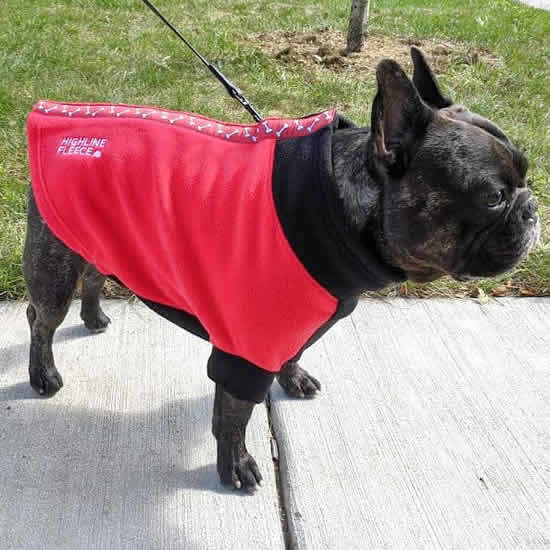 Brindle French Bulldog showing the right side of the Highline Fleece Coat.