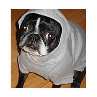 A Boston Terrier wearing the gray Hoodie Sweatshirt.