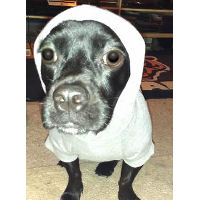 A black dog wearing the gray Hoodie Sweatshirt.