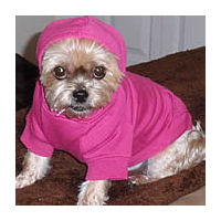 A tan, fuzzy dog named Tinkerbell wearing the pink Hoodie Sweatshirt with the hood pulled up.