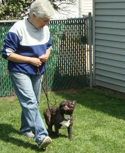Personalized dog training coaching