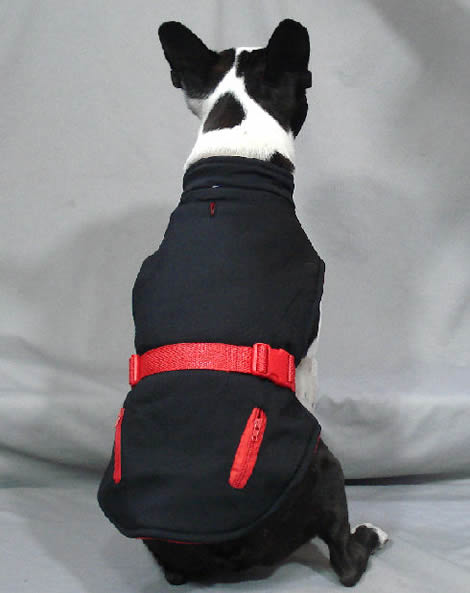 Boston Terrier showing the back of the Trek Sport Jacket.