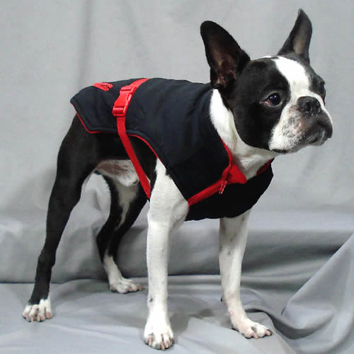 Boston Terrier showing the right side and front of the Trek Sport Jacket.