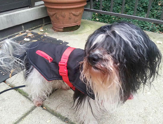 A black and white Havanese dog wearing the Trek Sport Jacket.