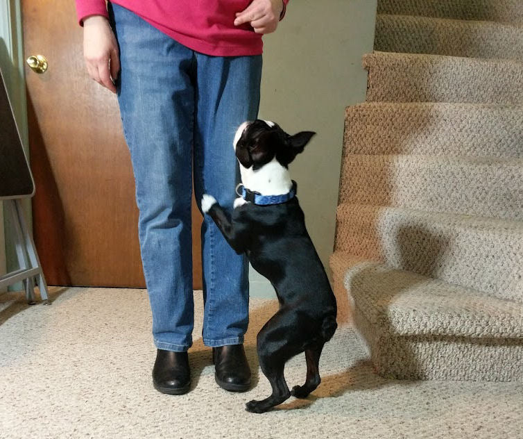 A Boston Terrier jumping on the leg of a woman.