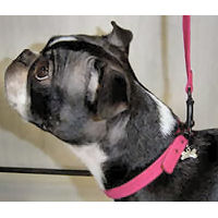 A Boston Terrier wearing the pink Ultrasuede Collar by Susan Lanci Designs.