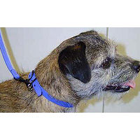 A Border Terrier wearing the periwinkle Ultrasuede Collar by Susan Lanci Designs.